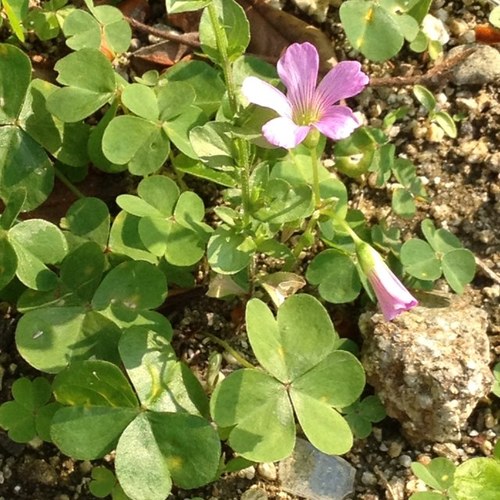 delphiniumarine's profile picture. 