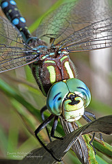 brwniiiiz's profile picture. 