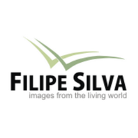 Filipe Silva(@filipesilvafoto) 's Twitter Profile Photo