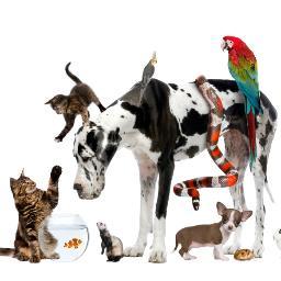 HousePetShop's profile picture. Wholesale Pet Supplies, over 10k products for Cats, Dogs, Birds and Small Reptiles!