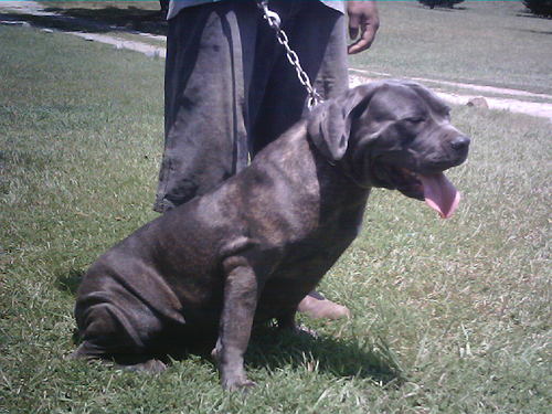 I breed and sell Cane Corso Italian Mastiffs.  They are very intelligent and loyal family dogs.
