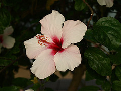 Di_XV's profile picture. Vivo en la XV Región de Chile 🇨🇱.Buscando la verdad tropecé con X.Los   🐶🦮🐕🐈‍⬛🐈🐎🦒 son lo mejor que Dios no dió ♡ #NoAlMaltratoAnimal  #AdoptaNoCompres