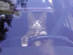 気まぐれな猫のようにのらりくらりマッタリとしてますヾ(^▽^)ﾉ寮暮らしでストレス溜まりすぎ(^_^;)ＤＶＤ見たり読書することが大好きo(^o^)oプロレス大好きΣ(￣□￣)！生粋のギャンブラーでもありますが((((゜д゜;))))パチンコ、スロット、麻雀、競馬が大好き(*´д｀*)たまに真面目なこともつぶやきます。