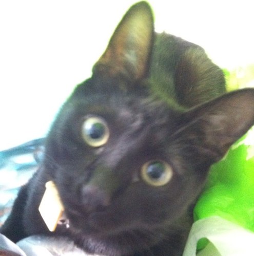 NRWDove's profile picture. 