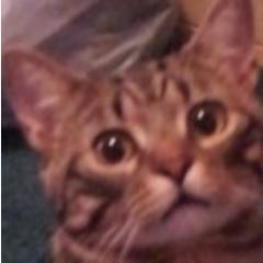 Attilamonster's profile picture. I am the cutest cat alive, I love mooshmoo, Long walks on the carpet and i like to eat mice 3 ttc 705-717-Cats