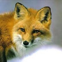 Alfred Vos (@alfredvos) 's Twitter Profile