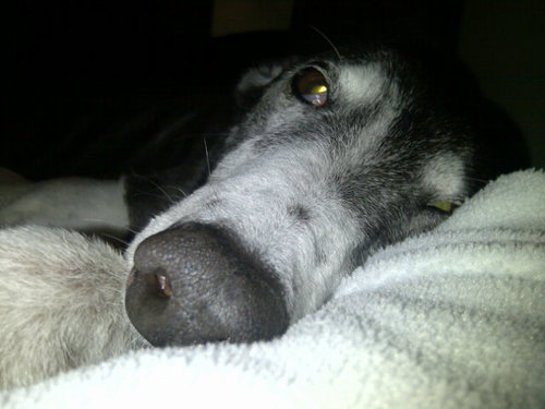I am Lilly, I went over the bridge 17/2/14, I was 13. @TrevorTheDobie my bruv misses me very much, I was truly loved by mum, dad and husis Molli - RIP Lilly xx
