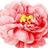 Campvieenrose's profile image