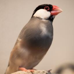 ペンギン大好き。ペットは文鳥くん。