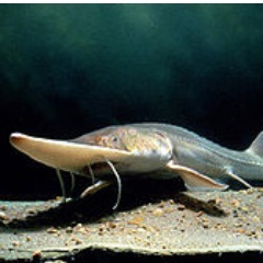 ThePallidSturgeonAwarenessFund(PSAF) - a small group of avid fishermen hoping to repopulate the #Endangered #PallidSturgeon through Private Market Initiatives.