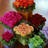 Um_Hamdan99's profile image