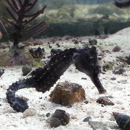 InlandAquatics's profile picture. 