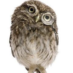 Programmer, poet, inventor, and fan of owls and wombats