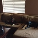 Gerry Goff - @BEARSFANCUBSFAN - Twitter