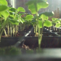 Get involved in growing your own food. Compost, bees, and more. 
202-643-GROW  info@capitalcityfarmco.com