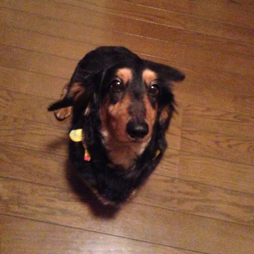 _ODAYAKA's profile picture. 3回回ってワンと鳴け