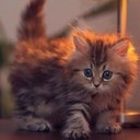 Dina - @DanDoOoNaxD - Twitter