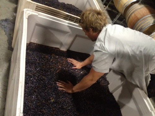 Wine, Vine.... consumption and production. the struggle of sustainability in the Valley of mass production!
