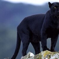 Hilsman Middle (@hilsmanpanthers) 's Twitter Profile Photo