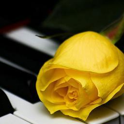 martacolombitas's profile picture. Me faltan muchas cosas por hacer.