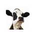 Chickfila Avon (@chickfilaavon) Twitter profile photo Chickfila Avon (@chickfilaavon) Twitter profile photo