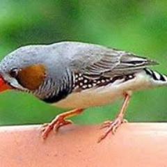 anizaothman2's profile picture. #melakatgh