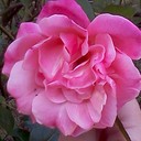 dana way - @foreverrose30 - Twitter