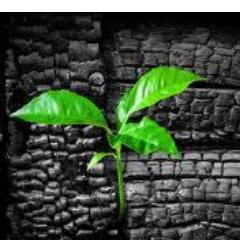 http://t.co/JQEbPPLEna geleceğin ürünü yüzyılın buluşu olarak lanse edilen Biochar hakkında Türkçe içerik sunmak amacıyla hazırlanmış bir sayfadır.
#Biochar
