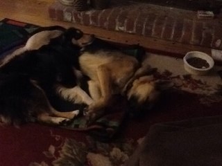 samettland's profile picture. 