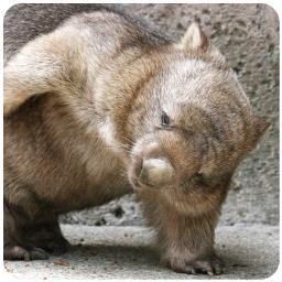 ウォンバットだからサブカルとかよくわかんないです！