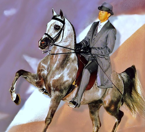 Mshowhorses's profile picture. Training Champions for 3 decades
Loves the Saddleseat Show Horse
Chairman of the National Show Horse Registry
USEF Judge