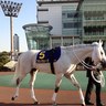 fujinowave's profile picture. シルクで一口 (現役馬) ビジューブリランテ ラパンラピッド ローディアマント コルサファターレ アフィリオン ブルックリンダンス グリスタン シュガーシャック ルミテュット ロサドラーダ アビル