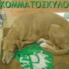 kmtskylo's profile picture. Γαβ Γαβ Γαββββ!!!! Σκύλος που γαβγίζει , δεν δαγκώνει ...