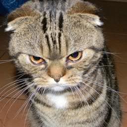 reallyangrycat's profile picture. You know what makes me angry? Everything! This account is a parody and not affiliated with any other cat, except me.