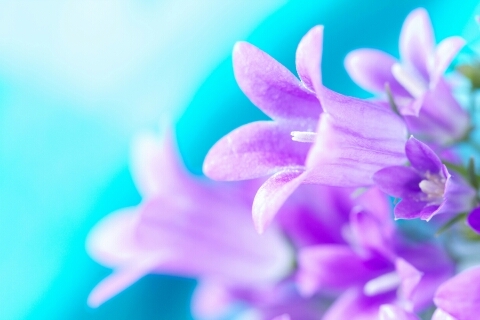 olivetree878's profile picture. 