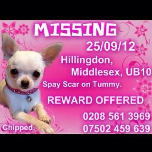 STILL MISSING. PHOEBE: White ( slight fawn), female Chihuahua, missing since 25th September 2012. LARGE REWARD offered for PHOEBE's safe return. RTs appreciated