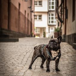 Jahrgang 2007, ein kleiner Globetrotter, interessiert an Tierschutz und Menschen, die sich für denselben einsetzen