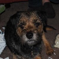 Tom Dunlop (@todunlop) 's Twitter Profile