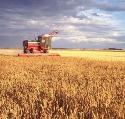 ford_country's profile picture. 