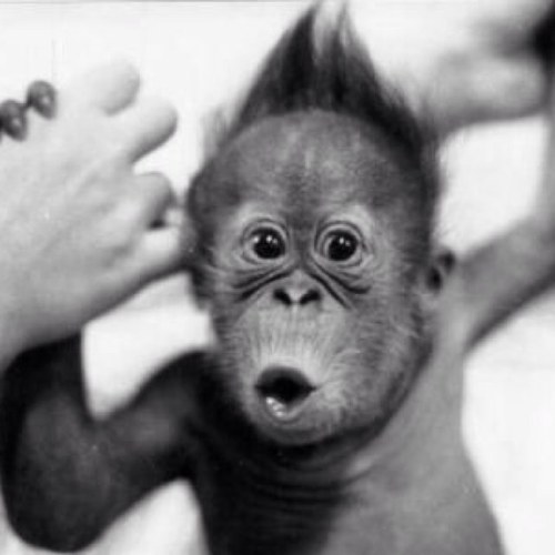 PnorDj's profile picture. 