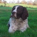 Bernardine Quinn (@bernardinequinn) Twitter profile photo