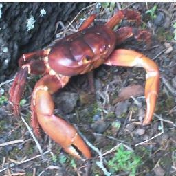 Celebrating the amazing biodiversity of the UK Overseas Territories and the small band of dedicated people who are working hard to protect it.Pls send stories.