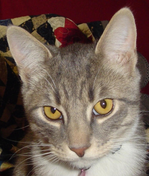 madmoonknits's profile picture. 