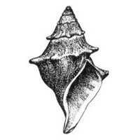American Malacological Society (AMS) (@ams1931) 's Twitter Profile