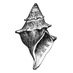 American Malacological Society (AMS) (@ams1931) Twitter profile photo