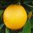 BizimPortakal's profile image