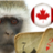 CanuckMonkey
