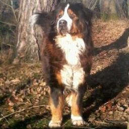 Honden dagopvang , uitlaatservice en vakantieoppas