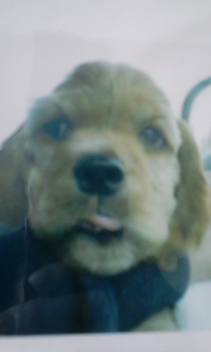 AmeCocasuki's profile picture. 