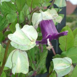 The Cottage Garden Society: for lovers of traditional, informal, diverse and abundant  gardens whether rural or urban, large or small.